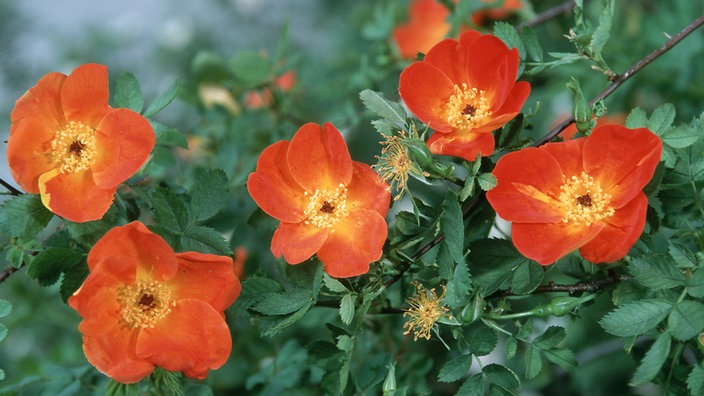 Rosa foetida bicolor