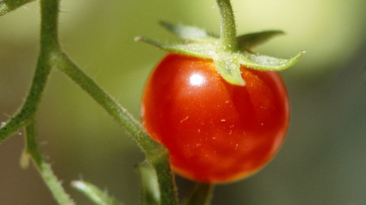 Rote Tomaten an der Rispe.