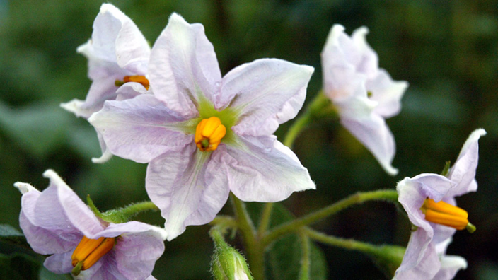 Weiße Blüten einer Kartoffelpflanze.