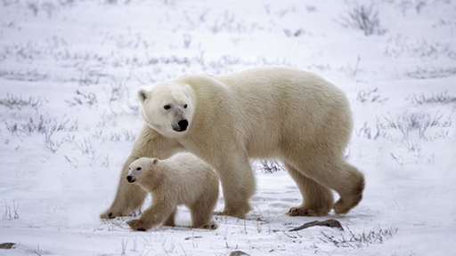 Eisbärmutter mit Baby.