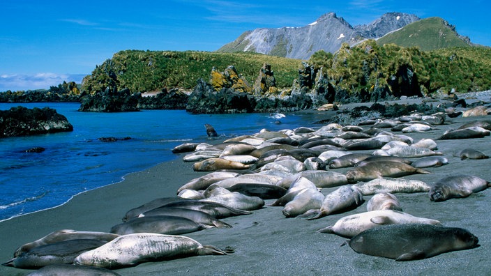 Eien Gruppe See-Elefanten liegt am Strand.