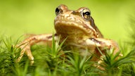 Ein Grasfrosch.