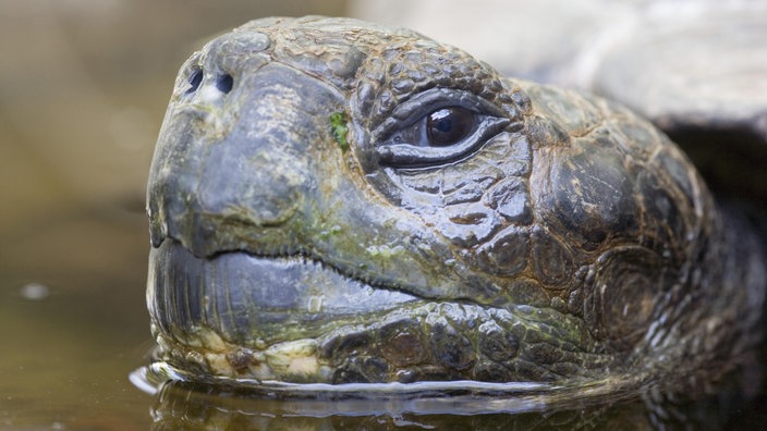 Nahaufnahme des Kopfes einer Riesenschildkröte.