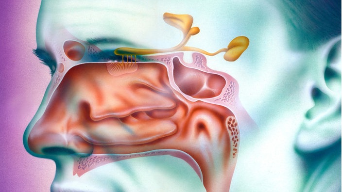 Schematische Zeichnung des menschlichen Geruchsapparats.