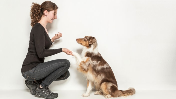 Bordercollie gibt Pfote.