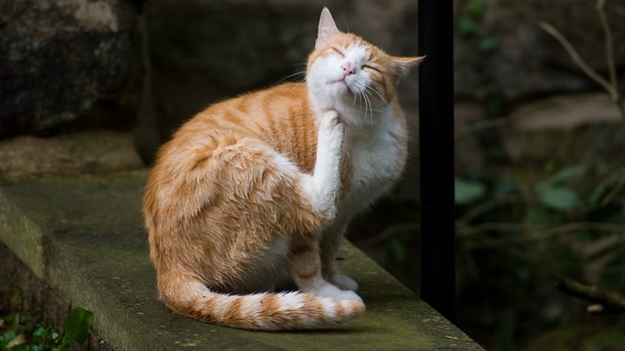 EIne Katze kratzt sich.