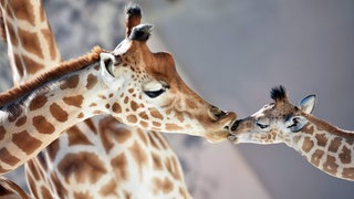 Ein Giraffenbaby wird von seiner Mutter geküsst