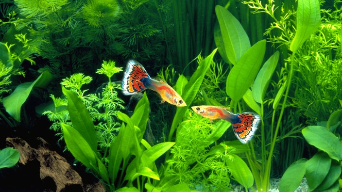 Zwei Guppys in einem Aquarium.