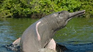 Flussdelfin im Rio Negro.