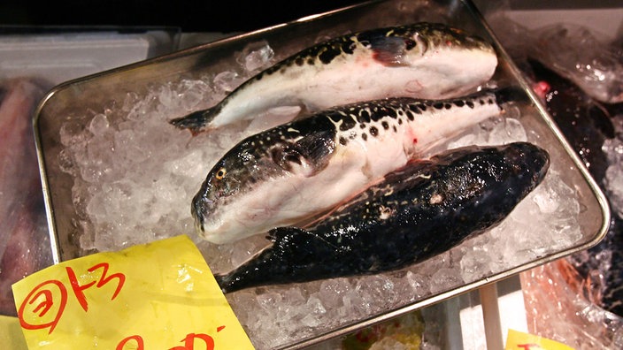 Auf Eis liegend warten giftige Kugelfische (Fugo) auf dem Fischmarkt in Tokio auf Käufer