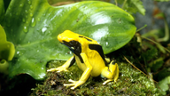 Ein Pfeilgiftfrosch sitzt auf Moos vor einem Blatt