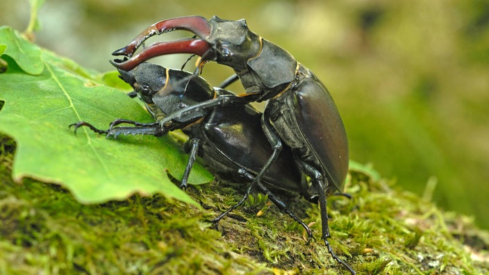 Zwei Hirschkäfer bei der Paarung