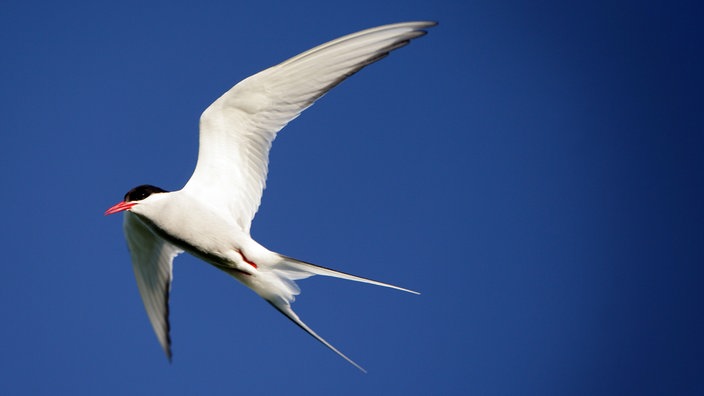 Eine Küstenseeschwalbe (Sterna paradisaea) fliegt am blauen Himmel.