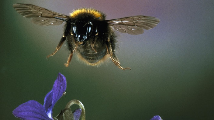 Eine Hummel (Bombus lucorum) im Flug über einer lilafarbenen Blüte.