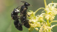 Nahaufnanhme von zwei Reseden-Maskenbienen.