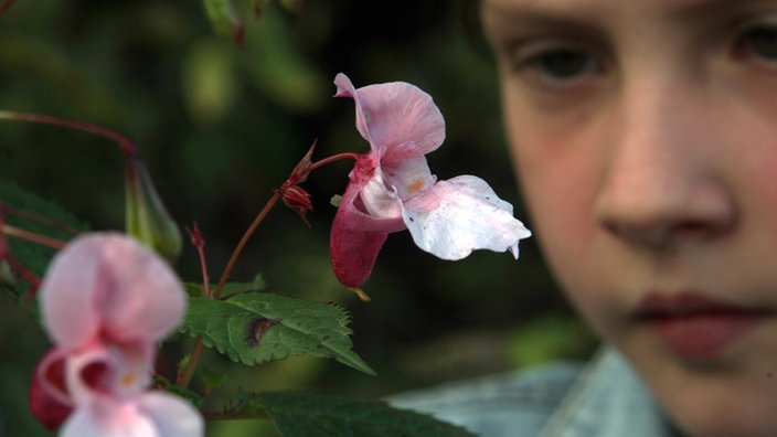 Ein Kind betrachtet beobachtet eine Blüte des Indischen Springkrauts