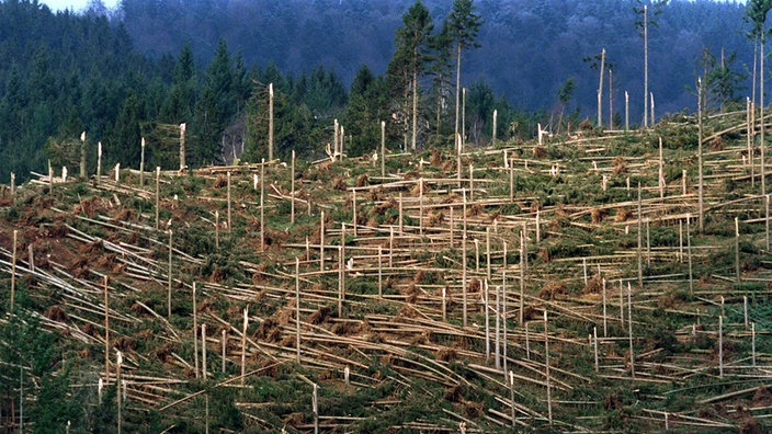 Luftaufnahme einer vom Sturm fast vollständig geworfenen Waldfläche.