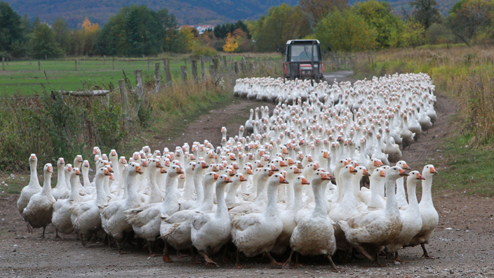 Landgänse werden in den Stall getrieben