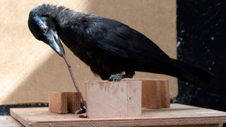 Eine Krähe benutzt ein Stöckchen, um Futter aus einem Hohlraum zu angeln