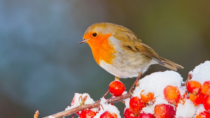 Rotkehlchen im Winter