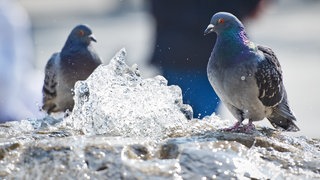 Zwei Tauben baden in einem Brunnen.