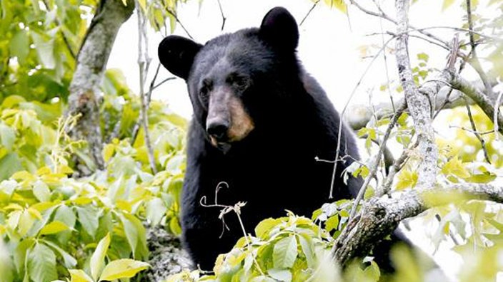 Schwarzbär im Baum