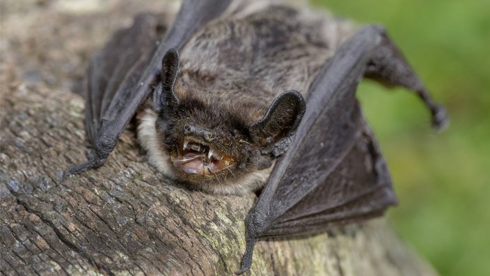 Zweifarbfledermaus sitzt auf Ast und isst eine Mücke 