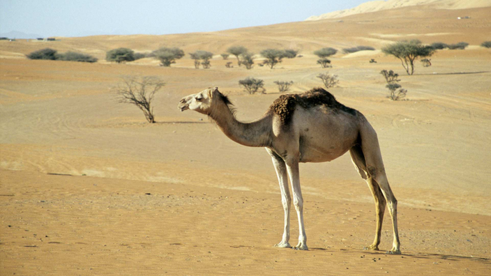 Ein Dromedar steht in einer Wüstenlandschaft. Im Bildhintergrund sind verdorrte Bäume zu sehen.