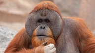 Porträt eines Orang-Utan-Männchens.