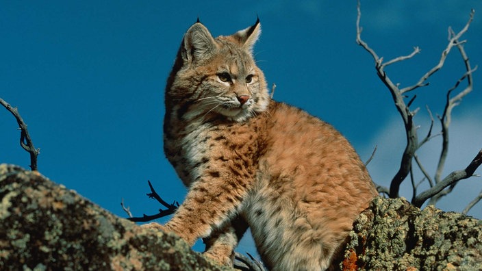 Rotluchs sitzt auf Felsen.