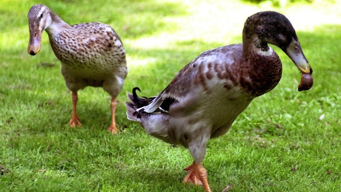 Indische Laufenten auf Rasen. Männchen frisst Nacktschnecke, wird von Weibchen beobachtet.