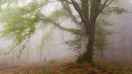 große Buche mit ausladenden Ästen, dahinter liegt der Wald in leichtem Nebel