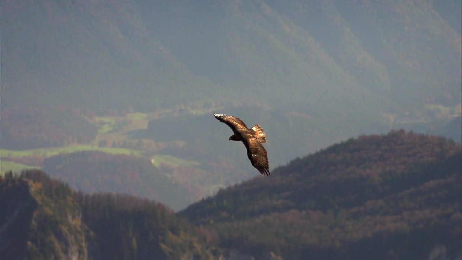 Herrscher der Lüfte - Greifvögel