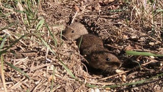 Feldmaus