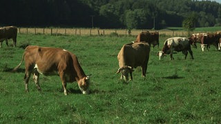 Milch - Klimabauern