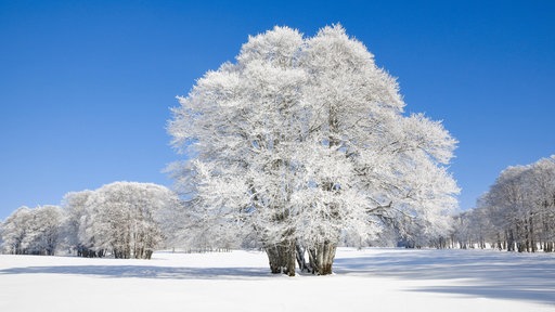 Große, tief verschneite Buche bei blauem Himmel 