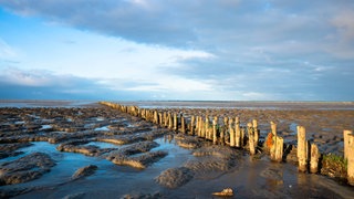 Strand am Wattenmeer mit Pfählen