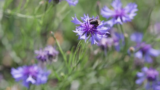 Flockenblume nah auf der eine Biene sitzt.