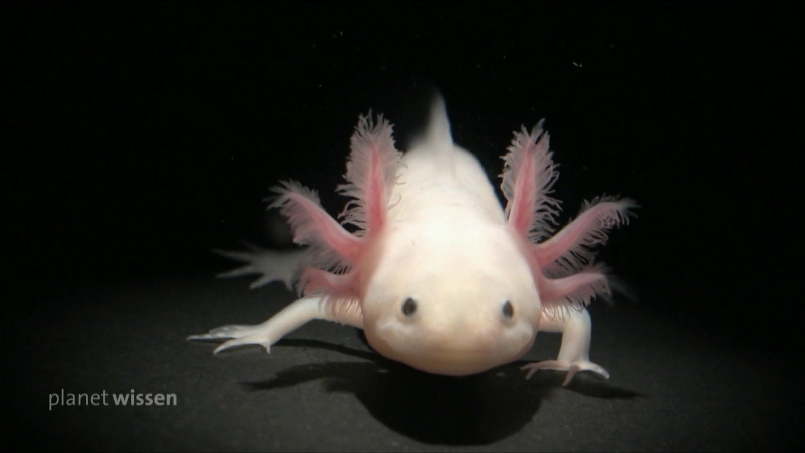 Eine Axolotl vor schwarzem Hintergrund.