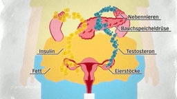 Grafik mit schematischer Darstellung der Gebärmutter, Eierstöcke, Magen und Nebennieren.