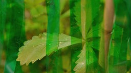 Das Blatt eines Fingerkrautes teilweise hinter grünen, durchsichtigen Plastikstreifen.