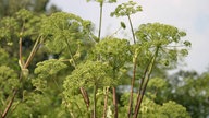 Auffällig an der Angelica sind die kleinen Blüten, die keine eigene Farbe haben, sondern grün sind, wie sonst nur Stängel und Blätter von Pflanzen.