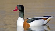 Eine schwimmende Brandgans